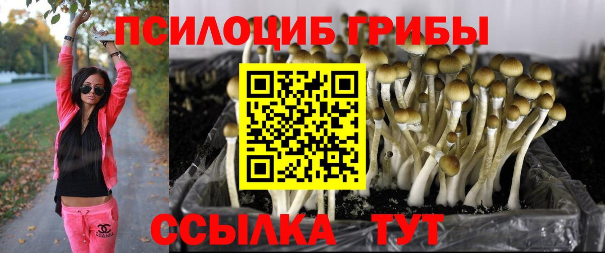 Псилоцибиновые грибы Psilocybe  Галлюциногенные грибы прущие грибы  Вход с VPN  Тында 